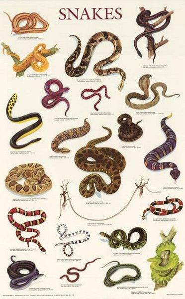 Image of West Bengal Secondary class curriculum to add a chapter on snakes | Education News Photo